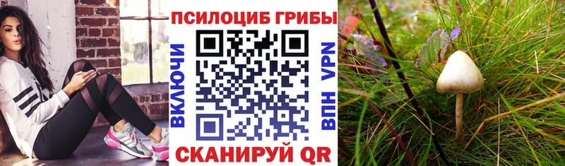 гидра   Джанкой  Галлюциногенные грибы Cubensis 